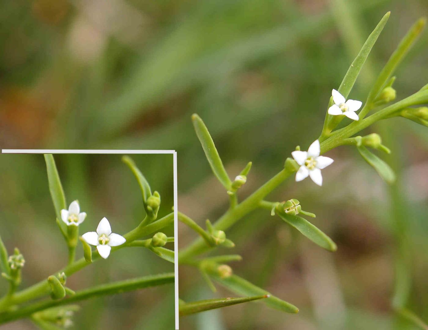 Alpine Bastard Toadflax flower